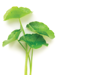 Hydrocotyle Centella Asiatica Extract 