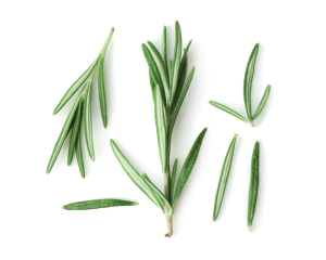 Natural rosemary essential oil