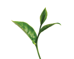Green tea hydrolate  (hydrosol)  - Organic