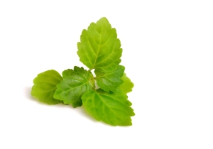 Natürliches Patschouliöl