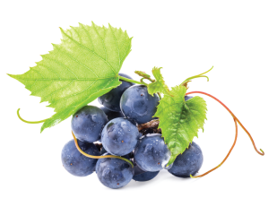 Red Wine Extract