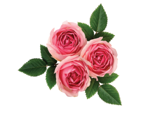 FANTASY ROSE (Rosenduftöl) - allergenfrei  
